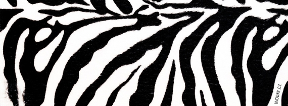 zebra-744